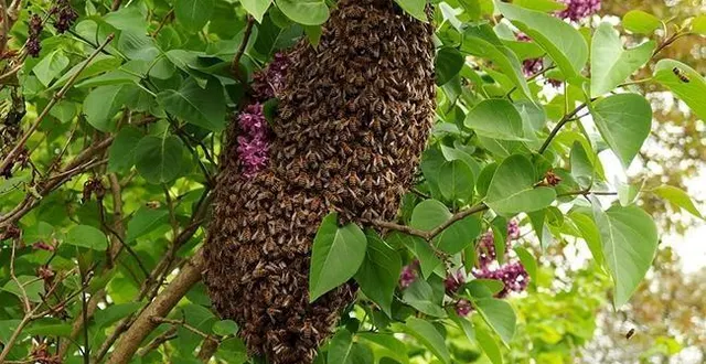 photo  un essaim qui vient de se poser sur une branche d’arbre.  &copy;  beelinked 