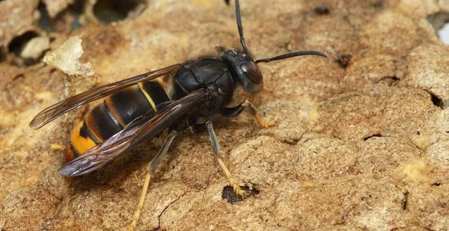 photo  la lutte contre le frelon asiatique débute dès le printemps, les particuliers sont encouragés à déclarer les nids.  &copy;  rene reboux 
