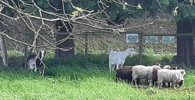 photo  les caprins et les ovins sont les acteurs de l'éco-pâturage.  &copy;  photo le maine libre 