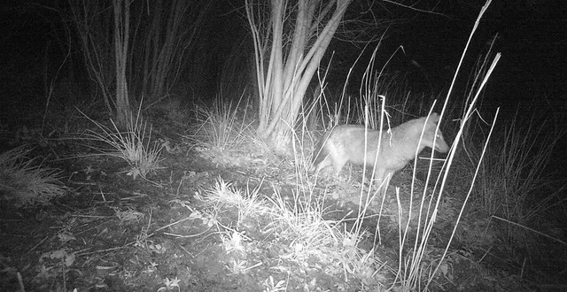 photo  un chacal doré a été photographié par un appareil automatique, le 25 avril 2023, à saint-molf, en loire-atlantique. ici, dans le finistère en mars 2022.  &copy;  dr 