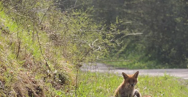photo  un jeune renard au détour d’une voie forestière.  &copy;  ouest-france 
