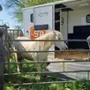 photo trois chevaux du conseil départemental ont quitté le marais pour le grand refuge spa de pervenchères.