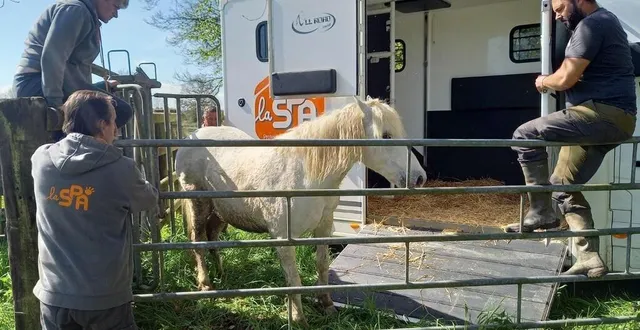 photo  trois chevaux du conseil départemental ont quitté le marais pour le grand refuge spa de pervenchères.  &copy;  jm gaudin 