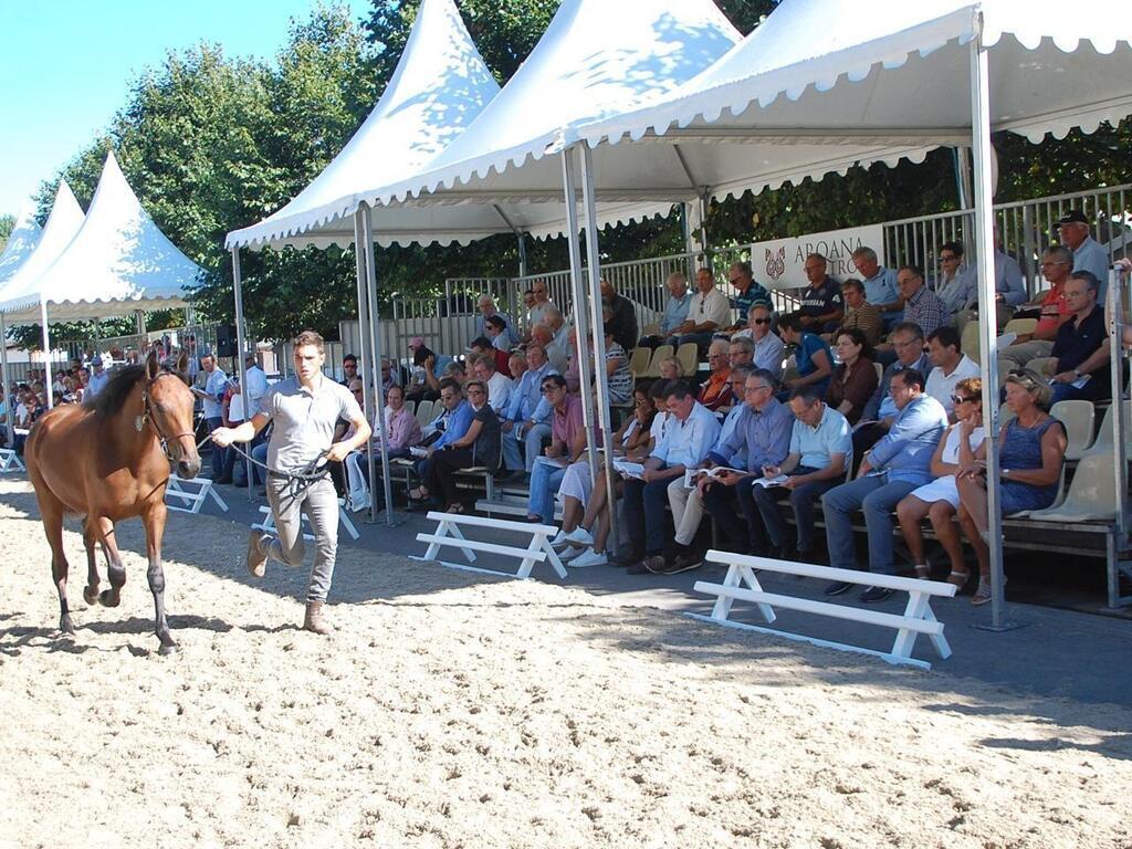 Vente sale trotteur arqana