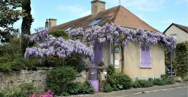 photo  un parfum envoûtant de glycine et un décor de carte postale qui enchante les promeneurs aux abords du jardin de poésies.  &copy;  le maine libre 