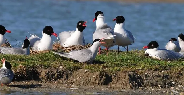 photo  les mouettes mélanocéphales sont observables en nombre aux lacs de la monnerie de la flèche (sarthe).  &copy;  roland pellion 