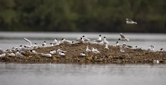 photo  les mouettes se plaisent à la ferté-bernard où elles ont élu domicile.  &copy;  fabrice jallu 
