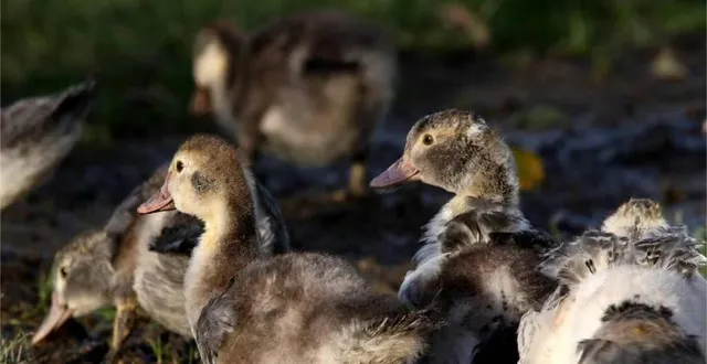 photo  contre l’entrepôt de logistique xxl et l’élevage de canards, les opposants vont marcher le dimanche 4 juin 2023, de trangé à la milesse (photo d’illustration).  &copy;  archives ouest-france 