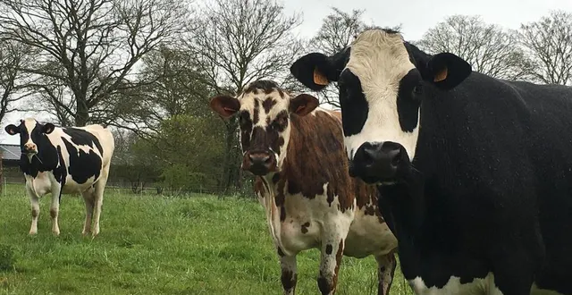 photo  des vaches laitières à l’occasion d’une précédente édition du printemps bio en sarthe  &copy;  le maine libre 