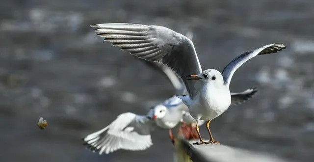photo  des mouettes et d’autres oiseaux aquatiques ont été découverts morts aux environs d’une carrière à bazouges cré-sur-loir.  &copy;  archives le maine libre denis lambert 
