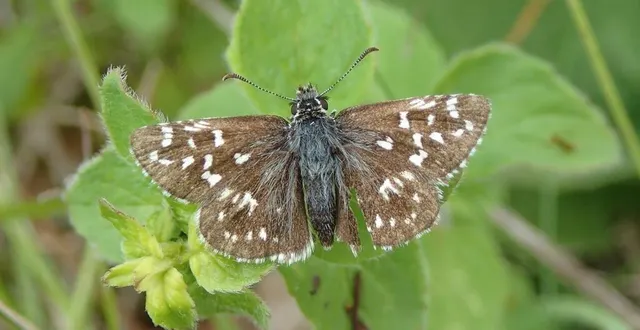 photo  parmi les 1 854 espèces recensées par l’atlas de la biodiversité du pays fléchois (sarthe) : l’hespérie de la mauve.  &copy;  cpie vsl 