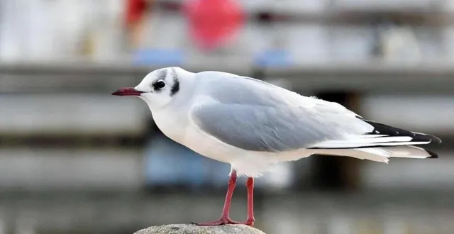 photo  la zone de contrôle temporaire est instaurée pour au moins 21 jours après la découverte de trois cadavres de mouettes. elles portaient le virus de la grippe aviaire.  &copy;  archive ouest-france 