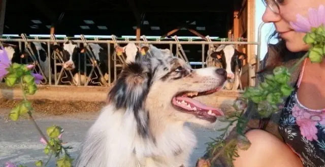 photo  amélie rouelle est zoothérapeute dans l’orne.  &copy;  amélie rouelle 