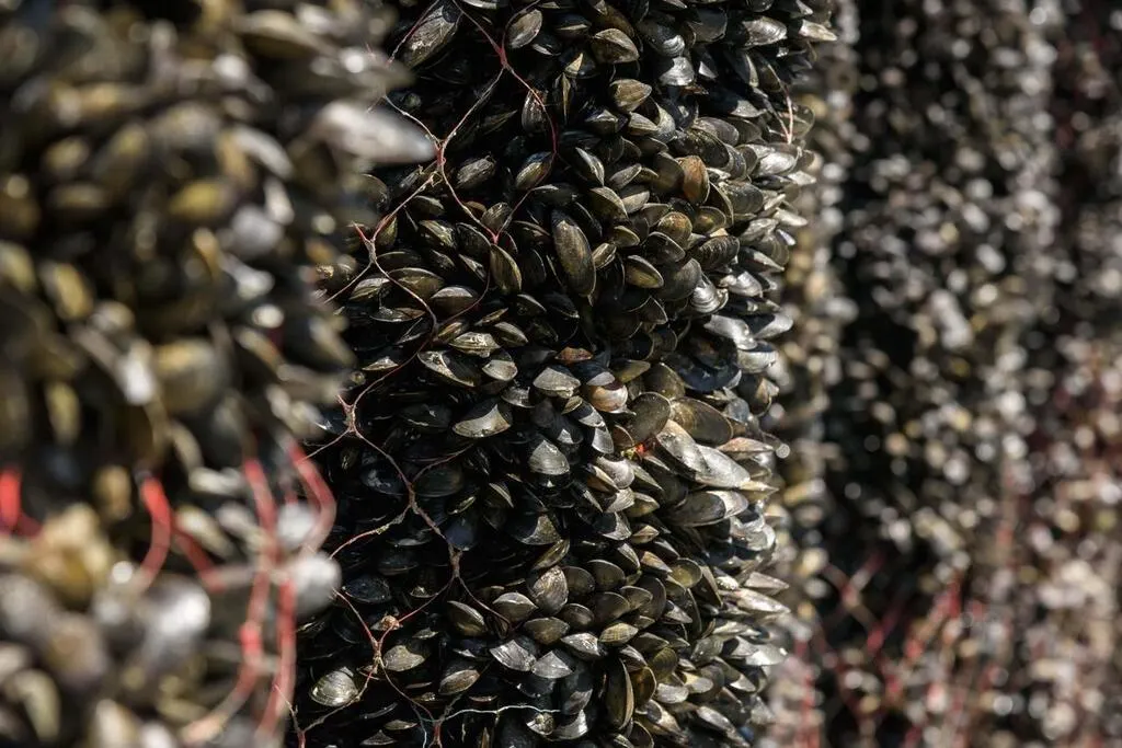 Baie du Mont SaintMichel. L’enquête publique sur les moules sous