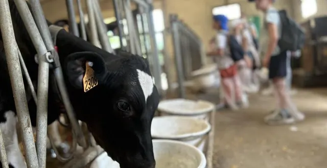 photo  les petits veaux ont été joueurs, de quoi amuser les écoliers du mans venus visiter l’agrocampus de rouillon.  &copy;  ouest-france 