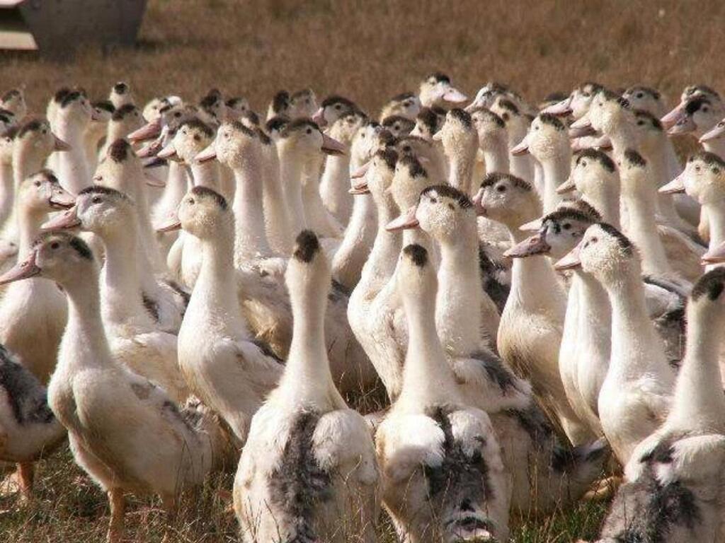Grippe aviaire en loire atlantique