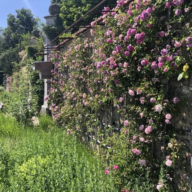photo le mur aux roses dégage un parfum qui ne laisse insensible personne.  ©  le maine libre