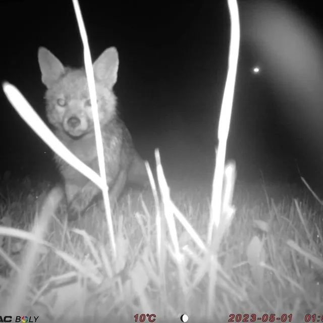 photo les écoliers ont eu la surprise de découvrir qu’un renard avait été pris au piège photo la nuit.  ©  dr