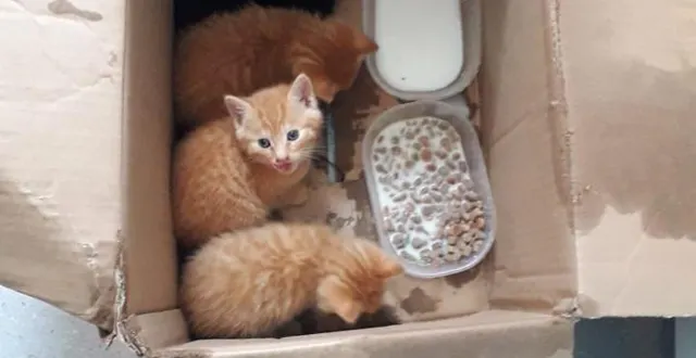 photo  les chatons ont été recueillis et nourris avant de trouver une nouvelle famille.  &copy;  pompiers la ferté-bernard 