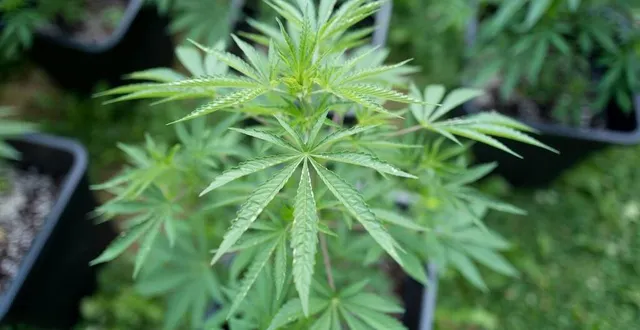 photo  en octobre 2022, cinq hommes avaient tenté, dans le sud de la sarthe, de voler la récolte de cannabis d’un cultivateur.  &copy;  archives ouest france 