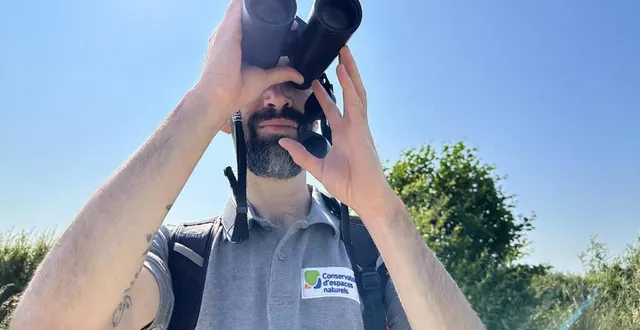 photo  frédéric vaidie entreprend, depuis trois ans, un suivi assidu de la trentaine de couples de courlis cendré qui ont pris l’habitude de nicher en sarthe et dont l’espèce est en danger.  &copy;  ouest-france 