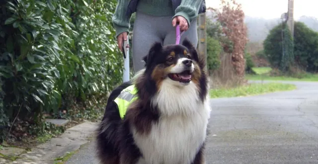 photo  les chiens ne sont pas autorisés dans l’enceinte du circuit.  &copy;  photo le maine libre 