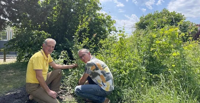 photo  nicolas chauvin, adjoint au maire et jacques beaudru, responsable des espaces publics, devant l’un des arbres en croissance dans la micro-forêt plantée en janvier 2022 à côté du collège du petit-versailles.  &copy;  le maine libre 