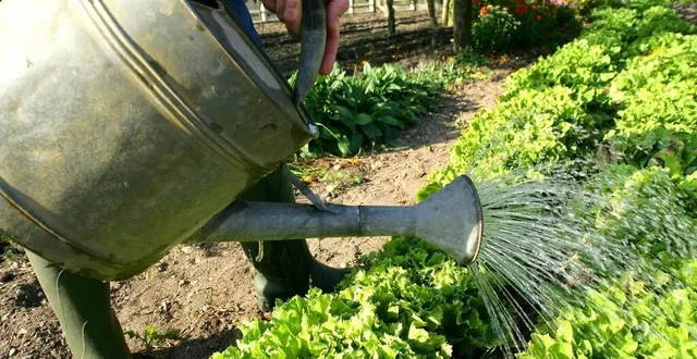 photo  dans les seize communes concernées par l’arrêté, il est notamment interdit d’arroser son potager de 10 h à 18 h (photo d’illustration).  &copy;  archives ouest-france 