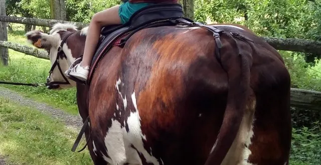photo  avec 4 pat’balad : balades à vaches sur les sentiers de la forêt-auvray : « lors des balades en famille, parents et grands-parents accompagnent les enfants. »  &copy;  4 pat’balad 