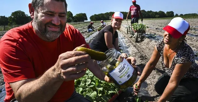 photo  pour cette nouvelle saison, olivier corbin et son équipe vont planter, d’ici la fin du mois de juin, 100 000 pieds de cornichons sur cinq hectares, dont trois en bio.  &copy;  le maine libre – denis lambert 