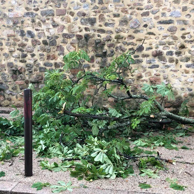 photo des branches d’arbre sont tombées à cause des orages.  ©  photo le maine libre