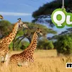 photo quiz. 10 questions sur les girafes
