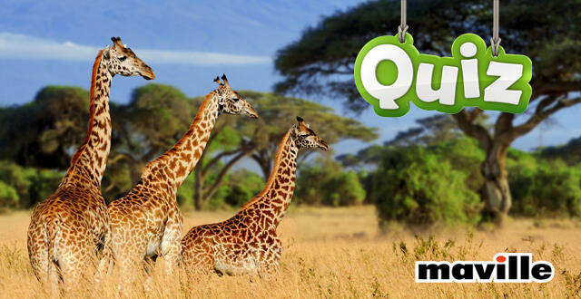 photo quiz. 10 questions sur les girafes