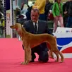 photo bertrand piau avec sa chienne saluki, née en suède, kashamanis zhalen zareen, qui fut multi-championne, dont championne de france.