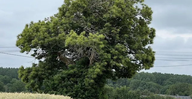photo  « les arbres sont fascinants car ils racontent notre histoire », résume édith boulen, passionnée d’histoire et de botanique  &copy;  yanne boloh 