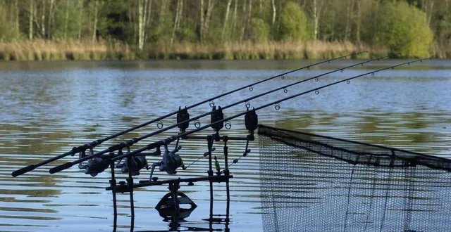 photo  deux manches de pêche à la carpe seront au programme cette semaine aux rouanneraies.  &copy;  archives le maine libre - hervé petitbon 