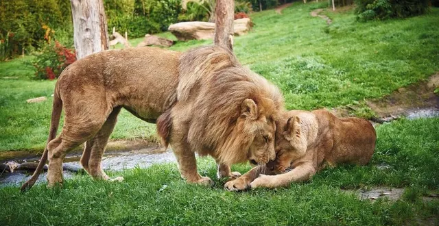 photo  au zoo de la flèche (sarthe), les lions ont découvert leur nouvel espace, lundi 26 juin 2023.  &copy;  v. corvasier 