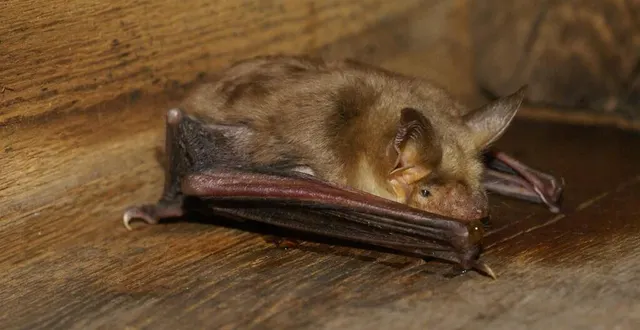 photo  les chauves-souris sont des espèces très utiles, mais fragiles. le cpie propose aux habitants de la sarthe qui en ont chez eux de se déplacer dans leur commune les 30 juin, 1er et 2 juillet 2023.  &copy;  cpie 72 