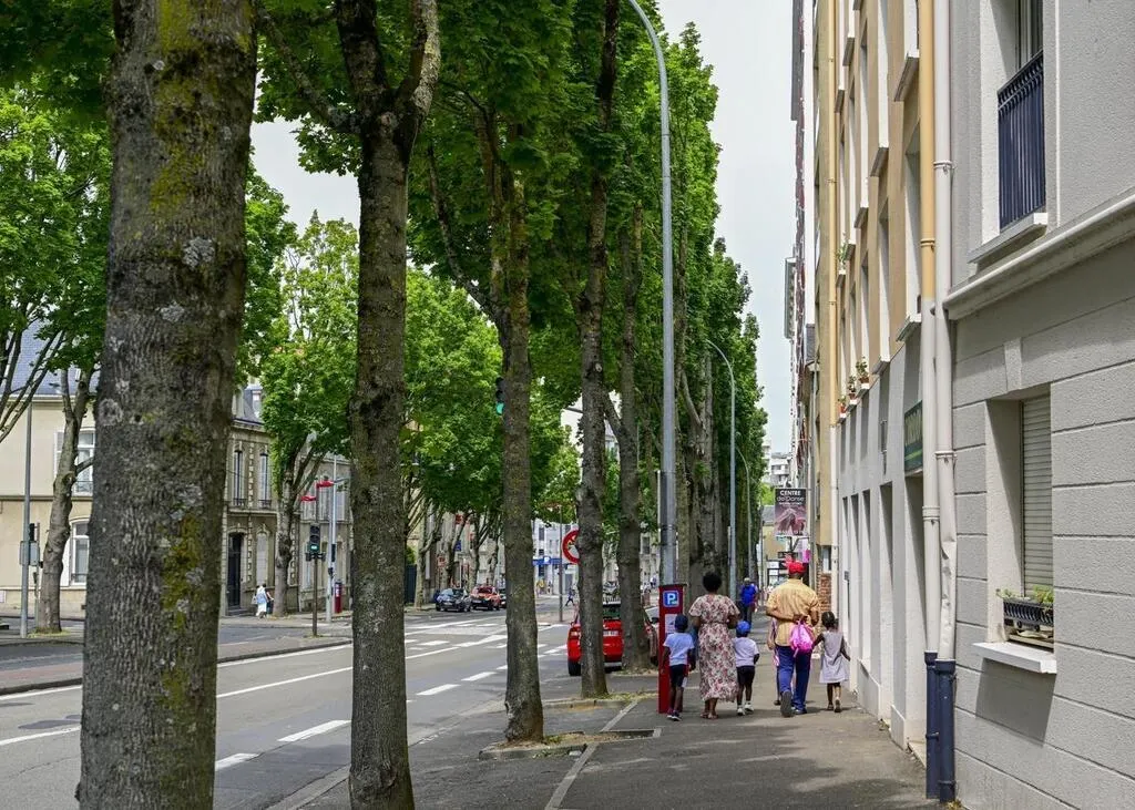 Le Mans. Des arbres remplacés avenue