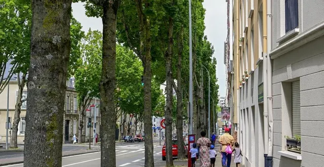 photo  avenue bollée, beaucoup d’arbres sont malades. ils sont également affaiblis par l’élagage déséquilibré réalisé pour tenir compte de la proximité des habitations.  &copy;  photo le maine libre – yvon loué 