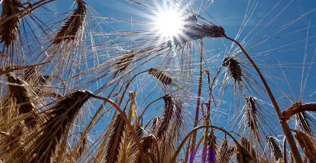photo  un incendie s’est déclaré pendant la moisson d’un champ d’orge, dans le perche (photo d’illustration).  &copy;  jean-michel niester / ouest france 