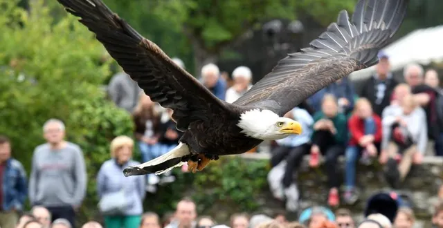 photo  le pygargue s’est échappé du zoo de la flèche.  &copy;  archives le courrier de l’ouest – michel durigneux 