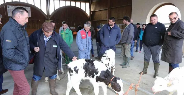 photo  sur le marché aux veaux, à briouze.   &copy;  gérard houdou 