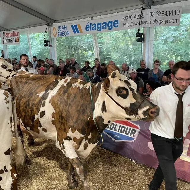 photo les normandes défilent sous un chapiteau archibondé.  ©  ouest-france