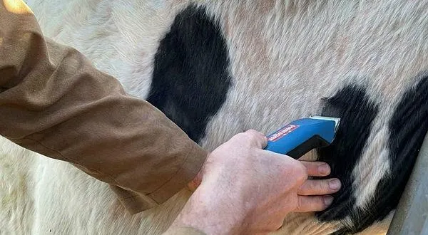 photo  dans l’orne, cinq foyers avérés de tuberculose bovine sont identifiés.  &copy;  archives ouest-france 