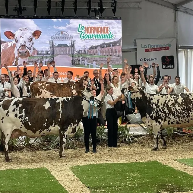 photo les participants et participantes au concours de meneur au national de la race normande.  ©  ouest-france