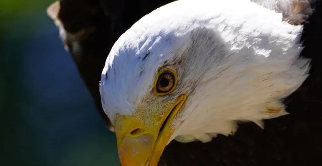 photo  le zoo de la flèche tente toujours de récupérer cheyenne, le pygargue à tête blanche qui s’est enfui.  &copy;  zoo de la flèche 