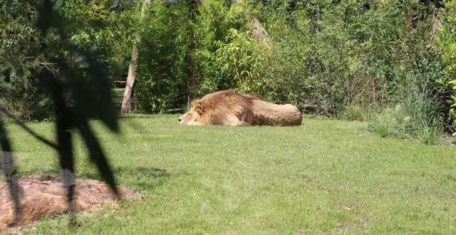 photo  le nouvel espace des lions, qui s’étend sur 4 000 m², est conçu pour permettreaux animaux de se soustraire aux regards des visiteurs s’ils le souhaitent.  &copy;  ouest-france 