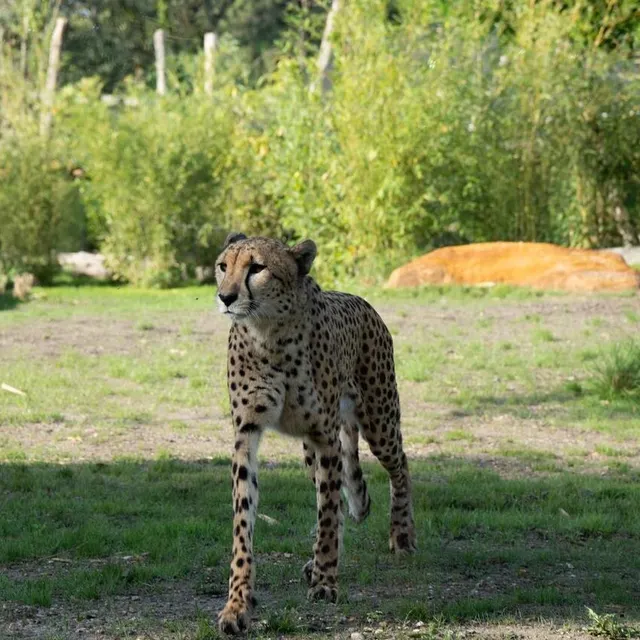 photo les guépards ont pris possession de leur nouvel espace le 29 juin 2023.  ©  zoo de la flèche