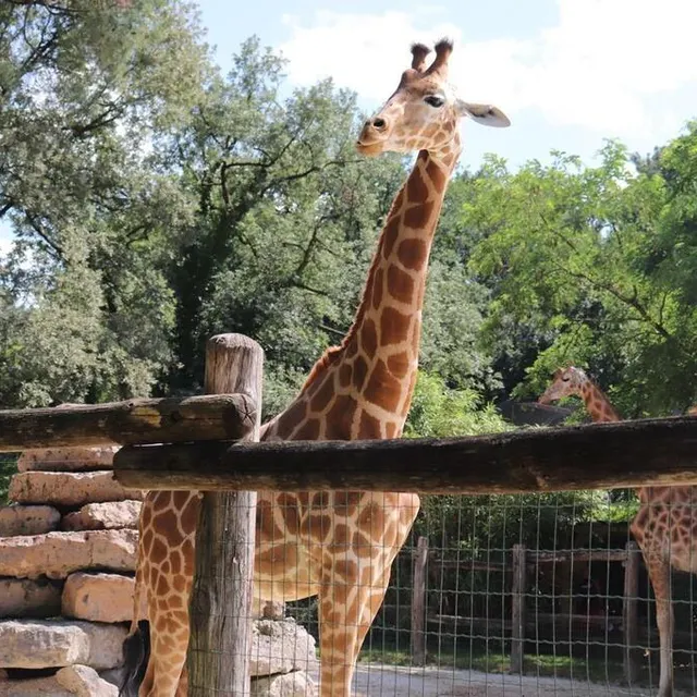 photo au zoo de la flèche, les girafes et les hippopotames seront les prochains pensionnaires à être relogés.  ©  ouest-france